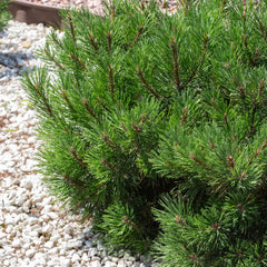 Pinus mugo mughus - Krummholz-Kiefer