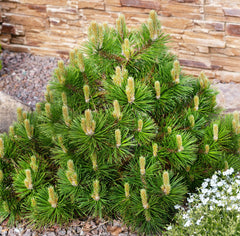 Pinus mugo mughus - Krummholz-Kiefer
