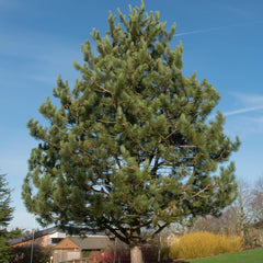 Pinus nigra - Schwarz-Kiefer