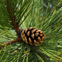 Pinus nigra - Schwarz-Kiefer