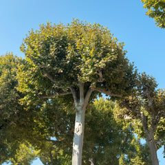 Platanus hispanica - Ahornblättrige Platane