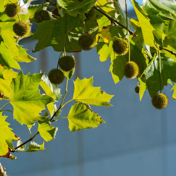 Platanus hispanica  - Dach-Platane
