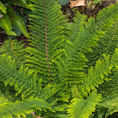 Polystichum setiferum 'Herrenhausen' - Filigranfarn 'Herrenhausen'