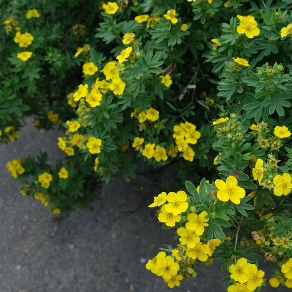 Potentilla fruticosa 'Goldfinger' - Fingerstrauch 'Goldfinger'
