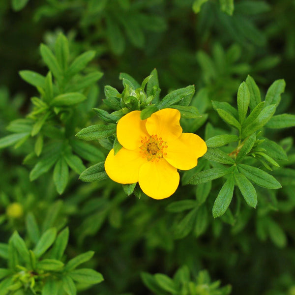 Potentilla fruticosa 'Kobold' - Fingerstrauch 'Kobold'