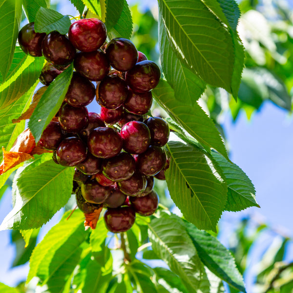 Prunus avium 'Kordia' - Süßkirsche