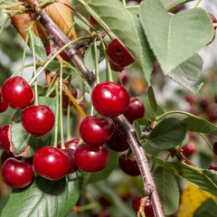 Prunus cerasus 'Morina' - Sauerkirsche