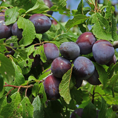 Prunus domestica   'Wangenheimer Frühzwetschge' - Zwetschge