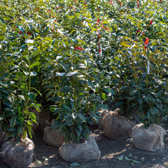Prunus laurocerasus 'Genolia' - Lorbeerkirsche 'Genolia'