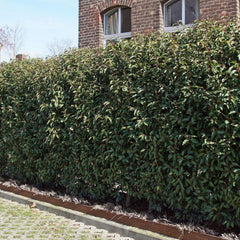 Prunus lusitanica 'Angustifolia' - Portugiesische Lorbeerkirsche 'Angustifolia'