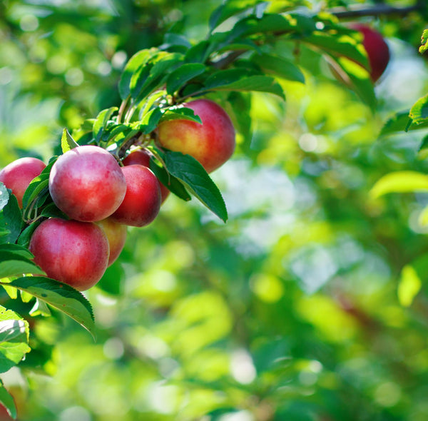Prunus nucipersica 'Fantasia' - Nektarine