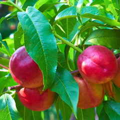 Prunus nucipersica 'Snowqueen' - Nektarine