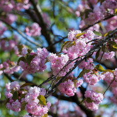 Prunus serrulata 'Kanzan' - Japanische Nelken-Kirsche 'Kanzan'