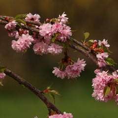 Prunus serrulata 'Kiku-shidare-Zakura' - Japanische Hängende Nelken-Kirsche 'Kiku-shidare-Zakura'