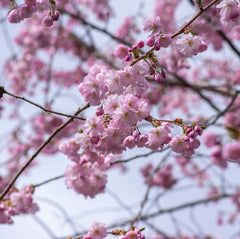 Prunus subhirtella  'Accolade' - Frühe Zierkirsche 'Accolade'