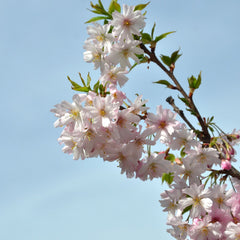 Prunus subhirtella 'Autumnalis' - Schnee-Kirsche 'Autumnalis'