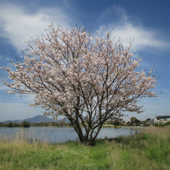 Prunus yedoensis - Tokyo-Kirsche/Japanische Maienkirsche