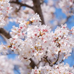 Prunus yedoensis - Tokyo-Kirsche/Japanische Maienkirsche