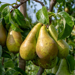 Pyrus communis 'Conference' - Birne 'Conference'