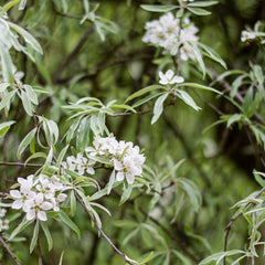 Pyrus salicifolia 'Pendula' - Weidenblättrige Trauerbirne 'Pendula'