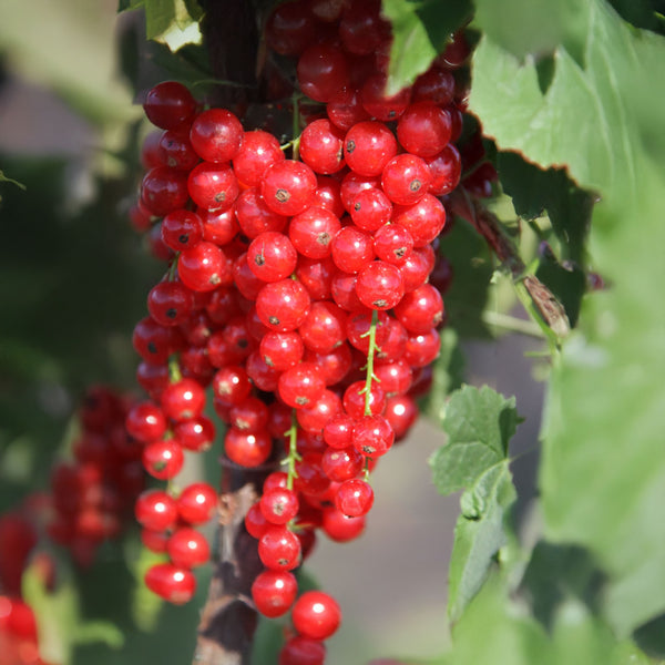 Ribes rubrum 'Rovada' - Rote Johannisbeere 'Rovada'