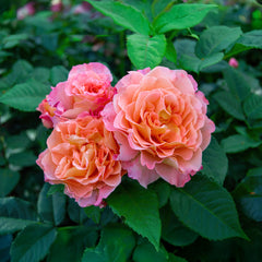 Rosa 'Augusta Luise' - Edelrose 'Augusta Luise'