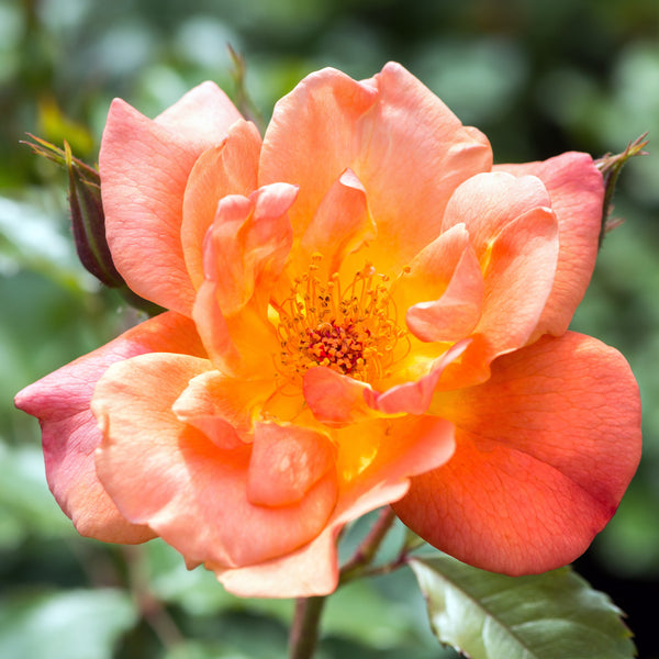 Rosa 'Bienenweide Fruity' - Bodendecker-Rose 'Bienenweide Fruity'