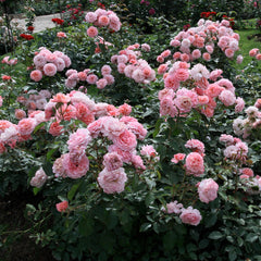 Rosa 'Botticelli' - Beetrose 'Botticelli'