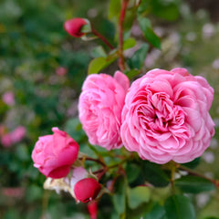Rosa 'Gertrude Jekyll' - Englische Rosen 'Gertrude Jekyll'