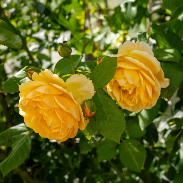 Rosa 'Golden Celebration' - Englische Rosen 'Golden Celebration'