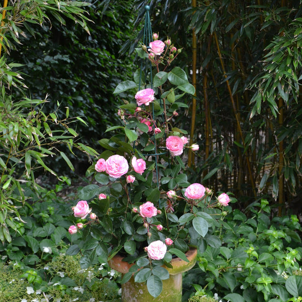 Rosa 'Mini Eden Rose ' - Kletterrosen 'Mini Eden Rose '