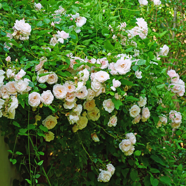 Rosa 'New Dawn' - Kletterrosen 'New Dawn'