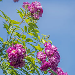 Rosa 'Perennial Blue ' - Kletterrosen 'Perennial Blue '