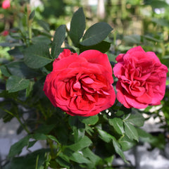 Rosa 'Rouge Meilove' - Beetrose 'Rouge Meilove'