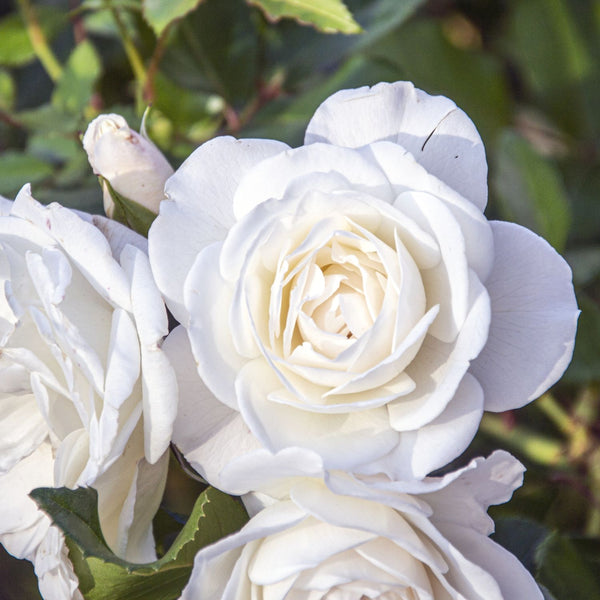 Rosa 'Sea Foam' - Bodendecker-Rose 'Sea Foam'