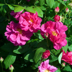Rosa gallica officinalis - Apotheker-Rose/Ölrose