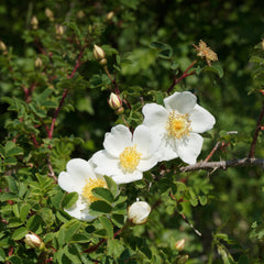 Rosa pimpinellifolia - Dünen-Rose