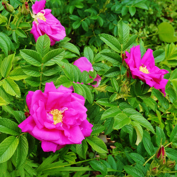 Rosa rugosa - Kartoffelrose