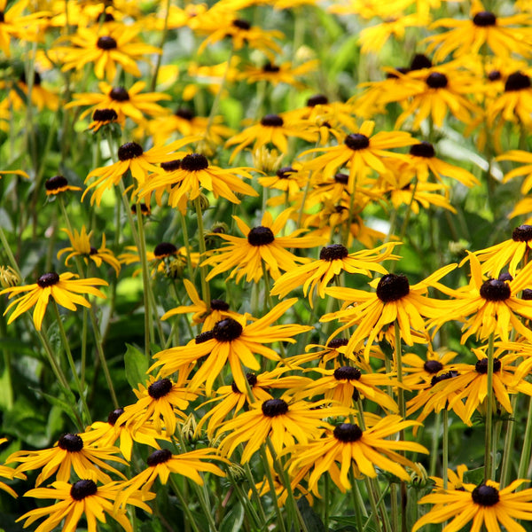 Rudbeckia fulgida 'Little Gold Star' - Sonnenhut