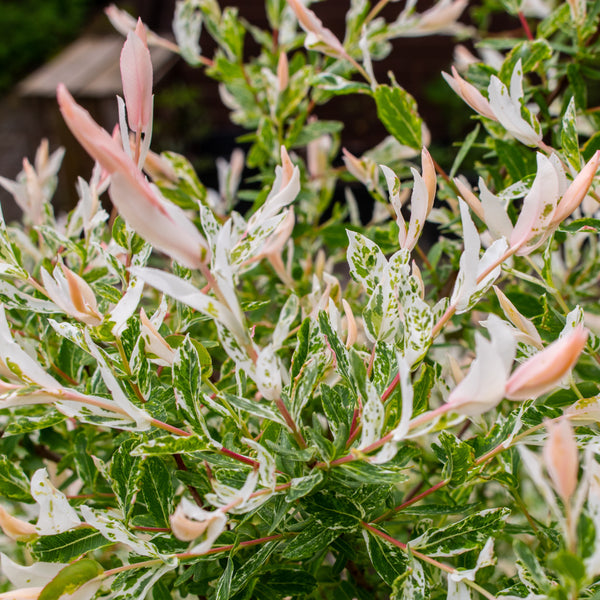 Salix integra  'Hakuro Nishiki' - Jap. Zier-Weide / Harlekin-Weide 'Hakuro Nishiki'