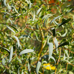 Salix matsudana  'Tortuosa' - Korkenzieherweide 'Tortuosa'