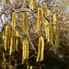 Salix matsudana  'Tortuosa' - Korkenzieherweide 'Tortuosa'