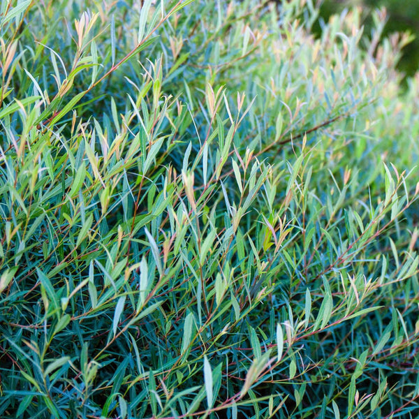 Salix prupurea 'Nana' - Kugel-Weide 'Nana'