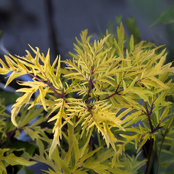 Sambucus racemosa 'Golden Lace' - Traubenholunder / Ziergehölz 'Golden Lace'