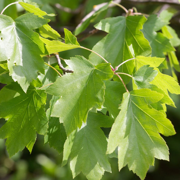 Sorbus torminalis - Elsbeere