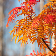 Sorbus ulleungensis 'Dodong' - Eberesche 'Dodong'