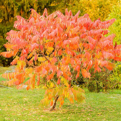 Sorbus ulleungensis 'Dodong' - Eberesche 'Dodong'