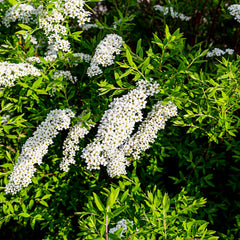 Spiraea cinerea 'Grefsheim' - Schnee-Spiere 'Grefsheim'