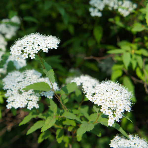 Spiraea japonica 'Albiflora' - Weiße Zwergspiere 'Albiflora'