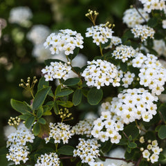 Spiraea Thunbergii - Frühling-Spiere